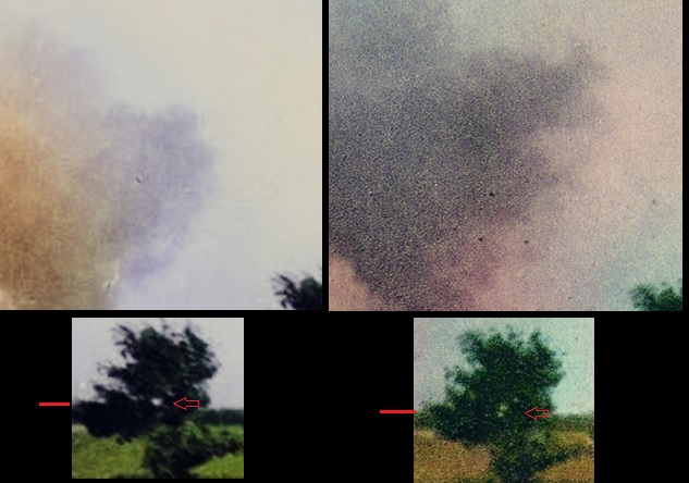 Tree.jpg